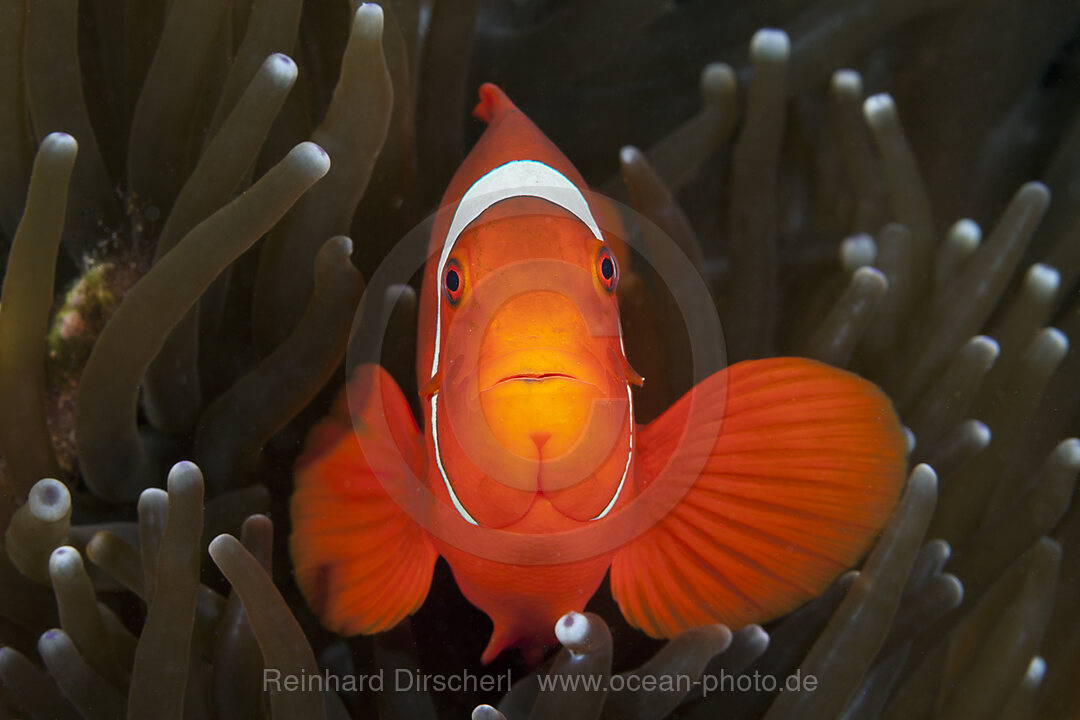 Spinecheek Clownfish, Premnas aculeatus, Florida Islands, Solomon Islands
