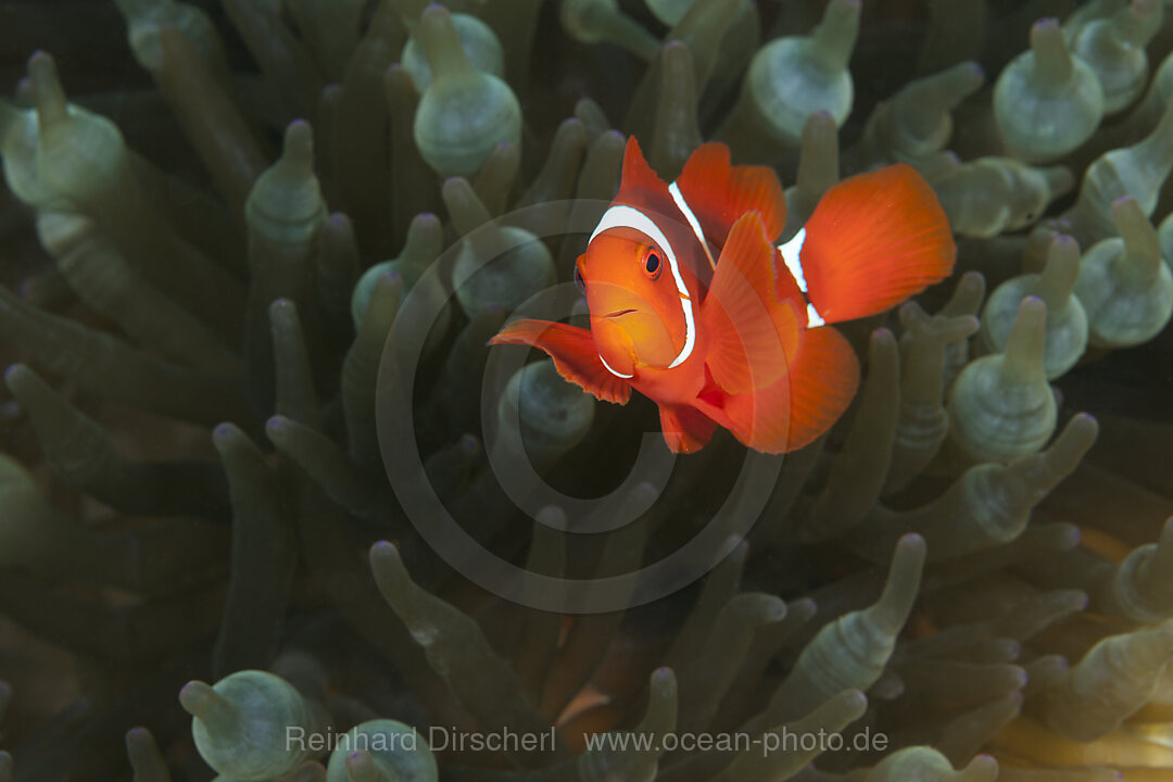 Spinecheek Clownfish, Premnas aculeatus, Florida Islands, Solomon Islands