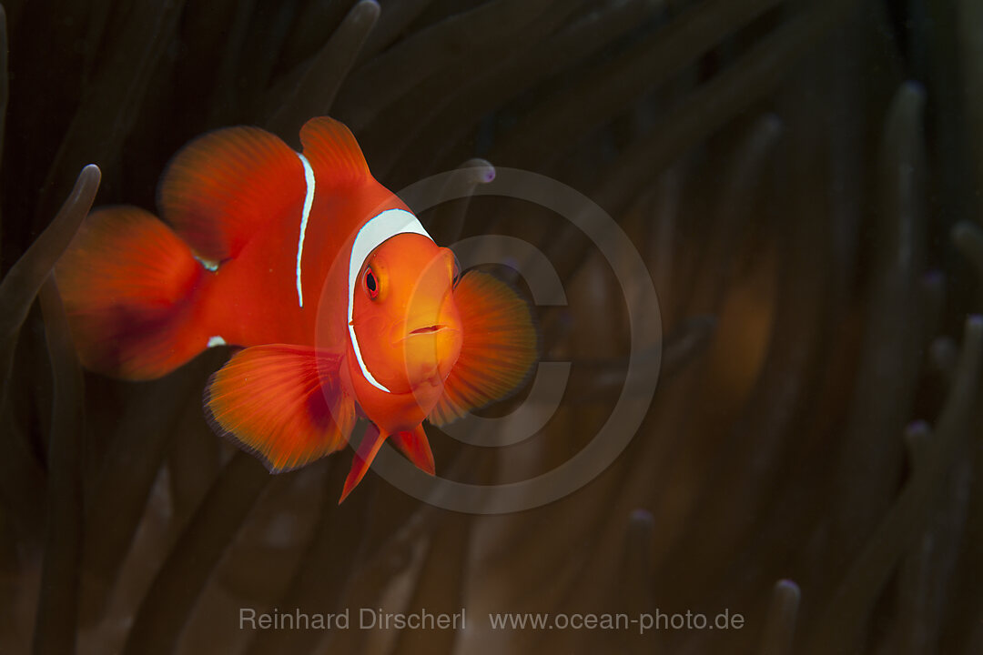 Spinecheek Clownfish, Premnas aculeatus, Florida Islands, Solomon Islands