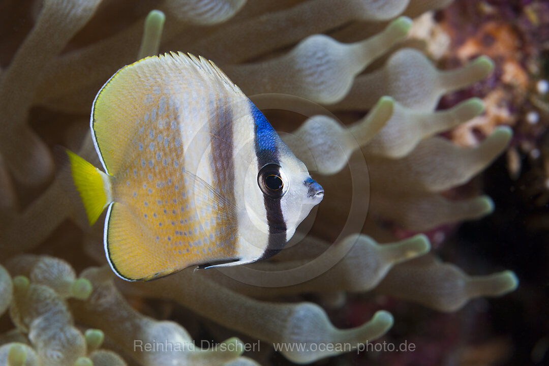 Kleins Falterfisch, Chaetodon kleinii, Florida Islands, Salomonen