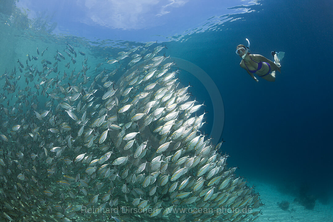 Snorkeling with Schooling Oxeye Scad, Selar boops, Florida Islands, Solomon Islands