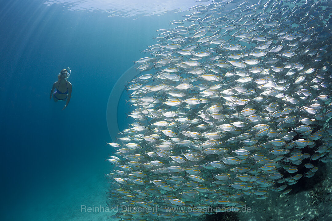 Schnorchler und Schwarm Ochsenaugen-Makrelen, Selar boops, Florida Islands, Salomonen