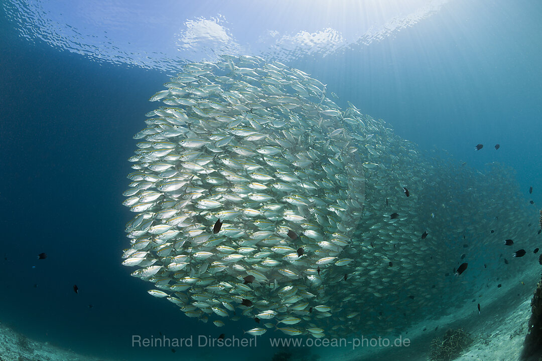 Schwarm Ochsenaugen-Makrelen, Selar boops, Florida Islands, Salomonen