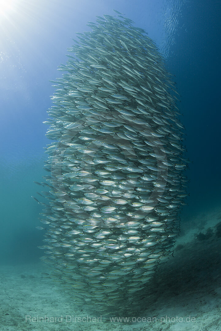 Schooling Oxeye Scad, Selar boops, Florida Islands, Solomon Islands