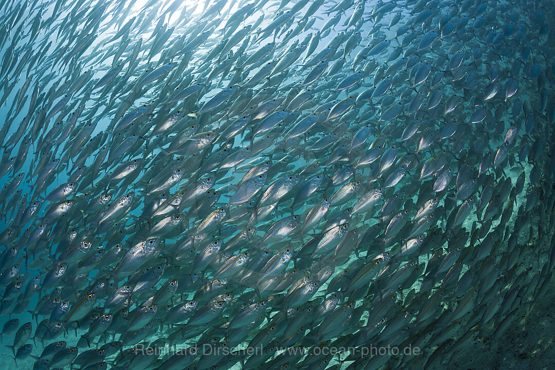Schooling Oxeye Scad, Selar boops, Florida Islands, Solomon Islands