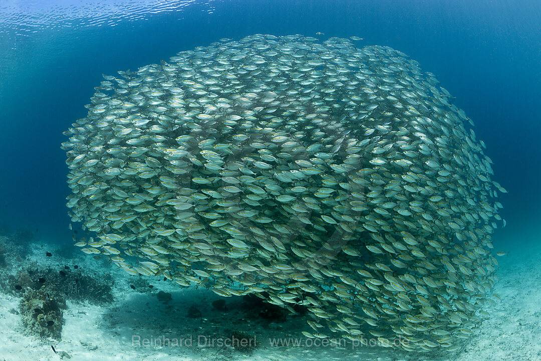 Schooling Oxeye Scad, Selar boops, Florida Islands, Solomon Islands