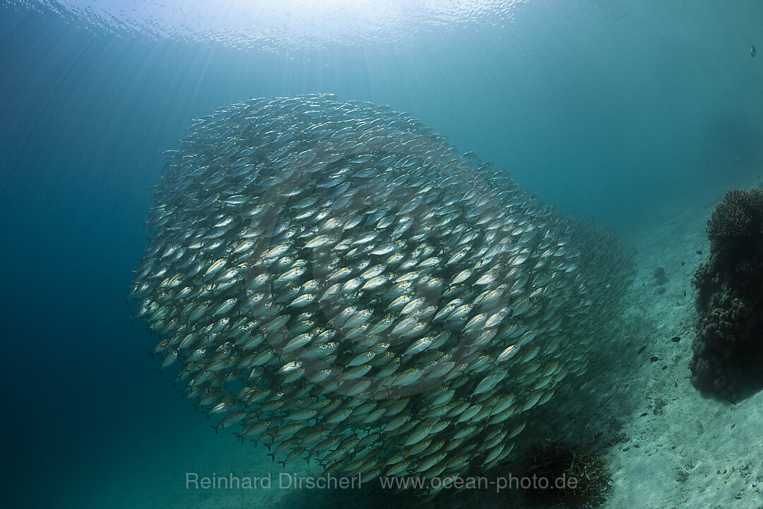 Schooling Oxeye Scad, Selar boops, Florida Islands, Solomon Islands