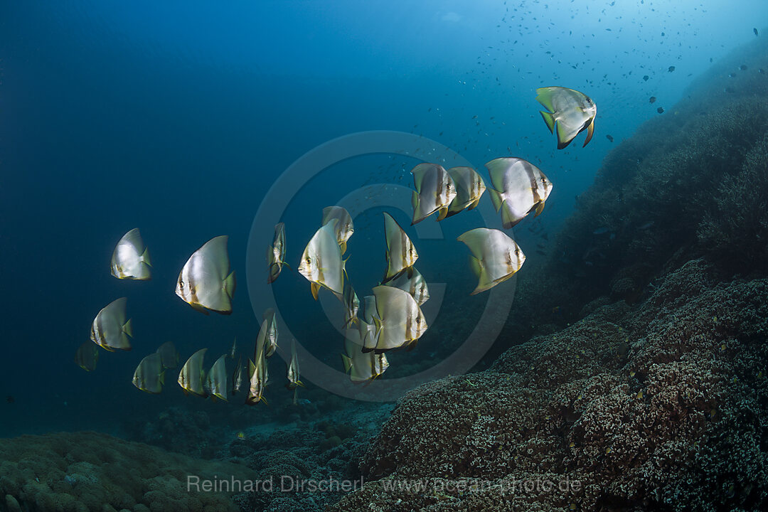 Schwarm Langflossen-Fledermausfische, Platax teira, Florida Islands, Salomonen