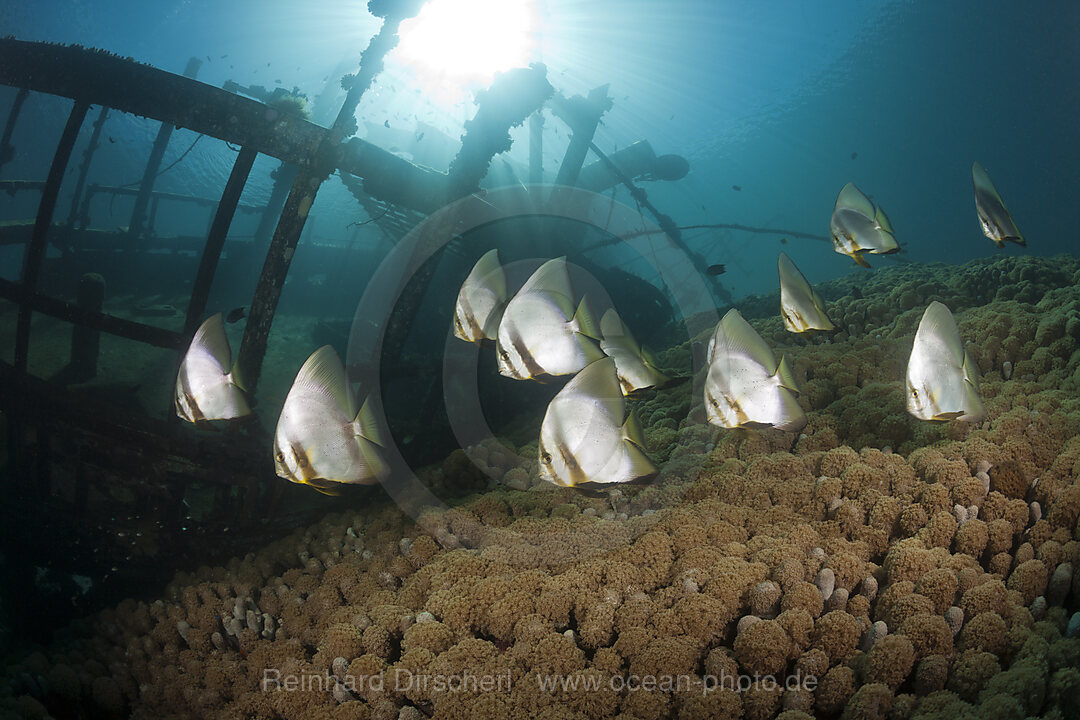 Schwarm Langflossen-Fledermausfische an kleinem Wrack, Platax teira, Florida Islands, Salomonen