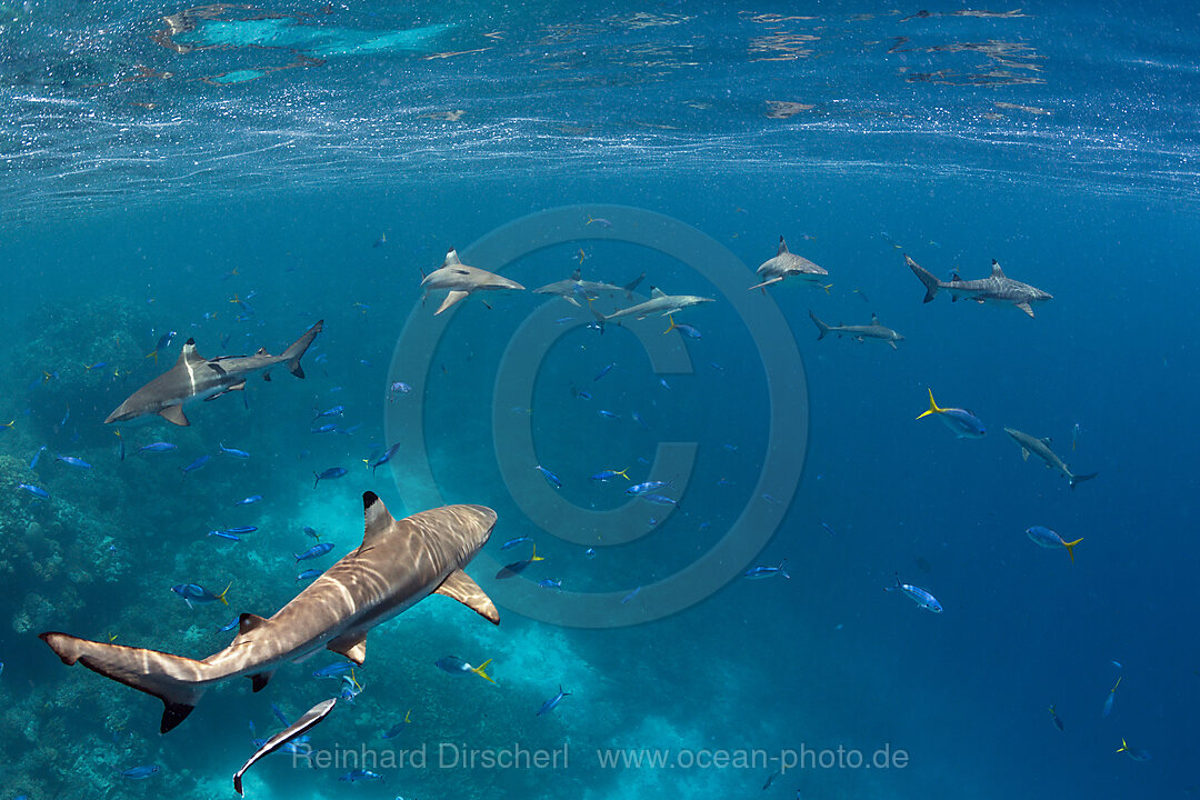 Schwarzspitzen-Riffhaie, Carcharhinus melanopterus, Marovo Lagune, Salomonen