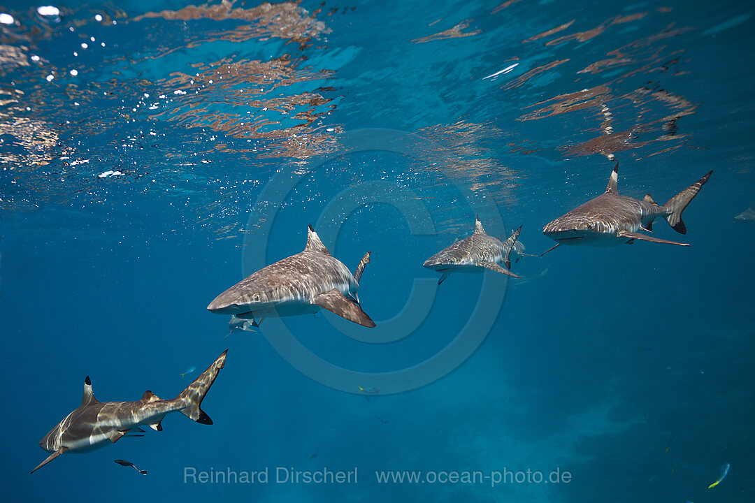 Schwarzspitzen-Riffhaie, Carcharhinus melanopterus, Marovo Lagune, Salomonen