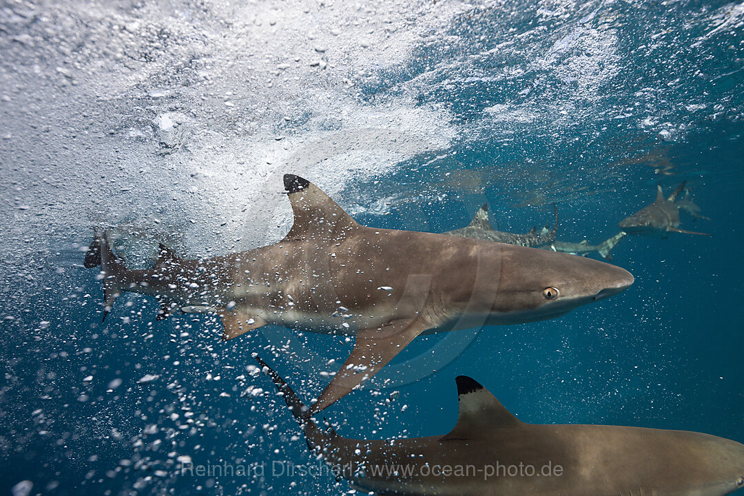 Schwarzspitzen-Riffhaie, Carcharhinus melanopterus, Marovo Lagune, Salomonen