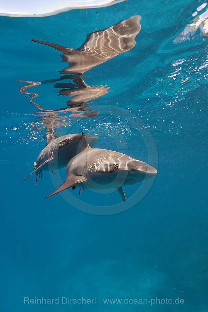 Blacktip Reef Shark, Carcharhinus melanopterus, Marovo Lagoon, Solomon Islands