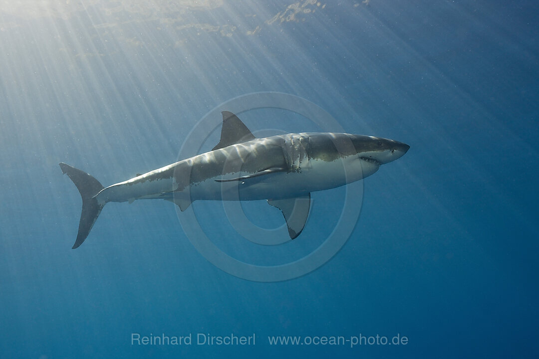 Grosser Weisser Hai, Carcharodon carcharias, Suedafrika