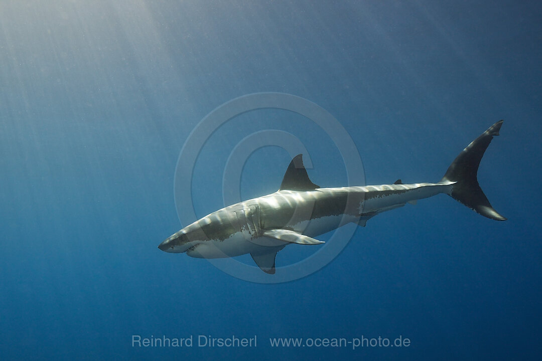 Grosser Weisser Hai, Carcharodon carcharias, Suedafrika