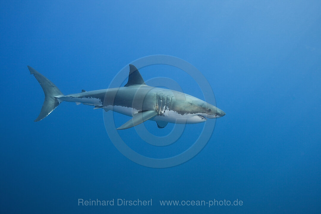 Grosser Weisser Hai, Carcharodon carcharias, Suedafrika