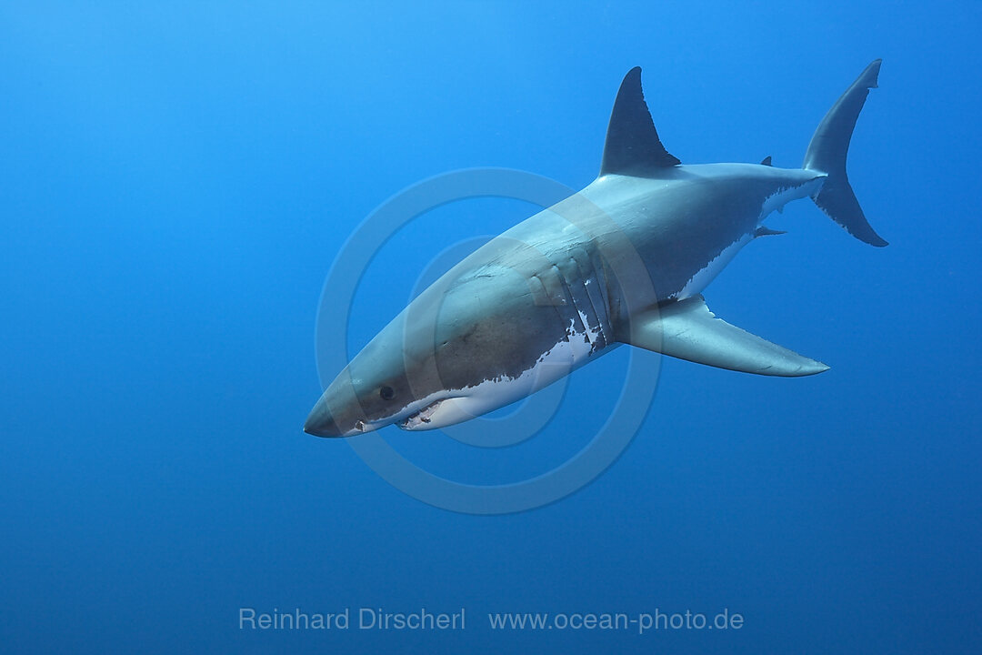 Grosser Weisser Hai, Carcharodon carcharias, Suedafrika