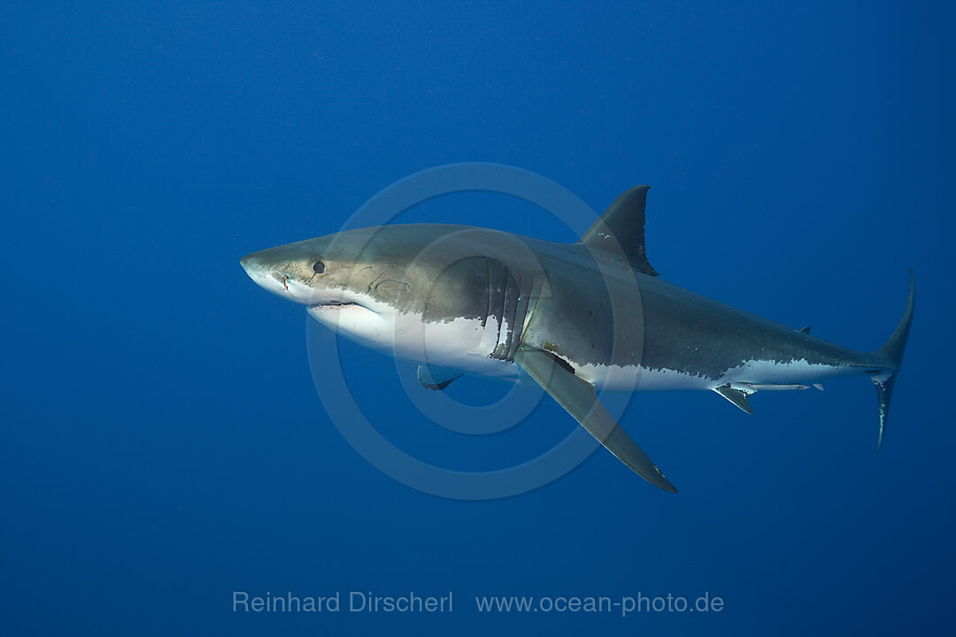 Grosser Weisser Hai, Carcharodon carcharias, Suedafrika