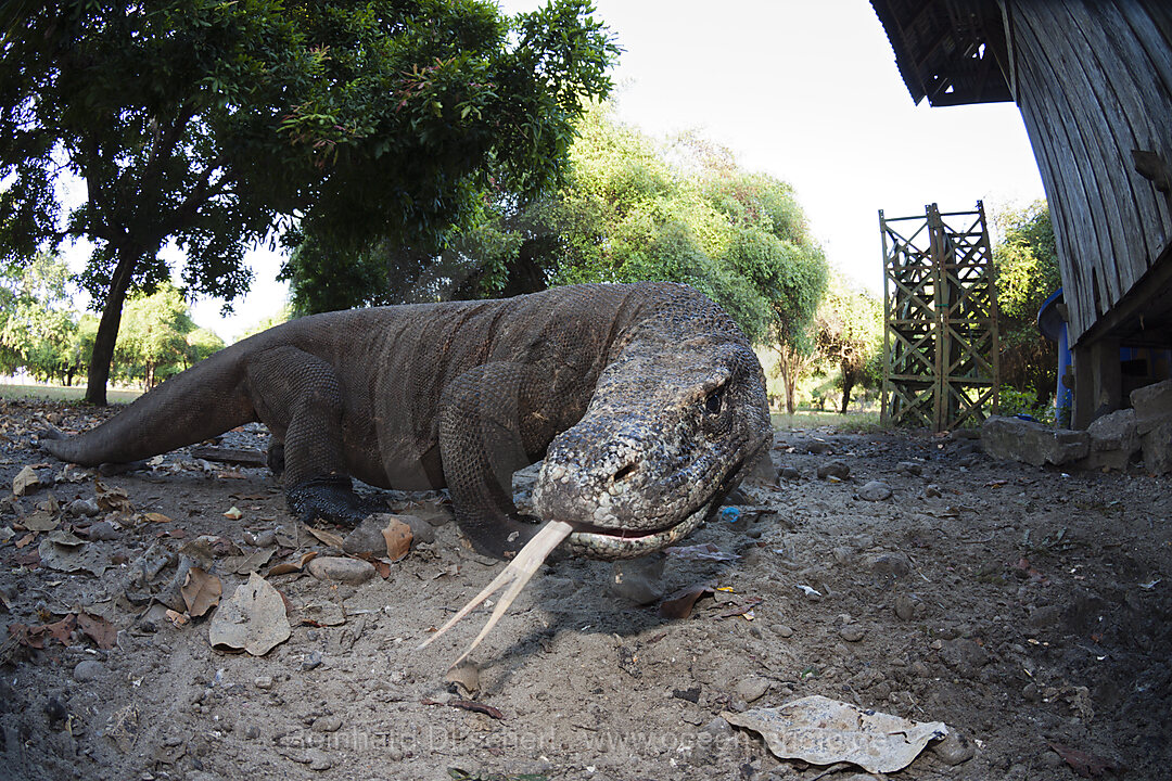 Komodo Dragon, Varanus komodoensis, Komodo National Park, Indonesia