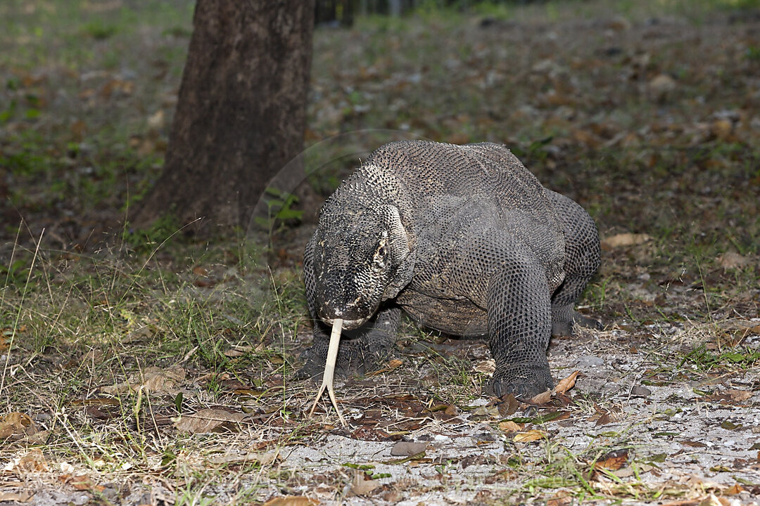 Komodo Waran, Varanus komodoensis, Komodo Nationalpark, Indonesien