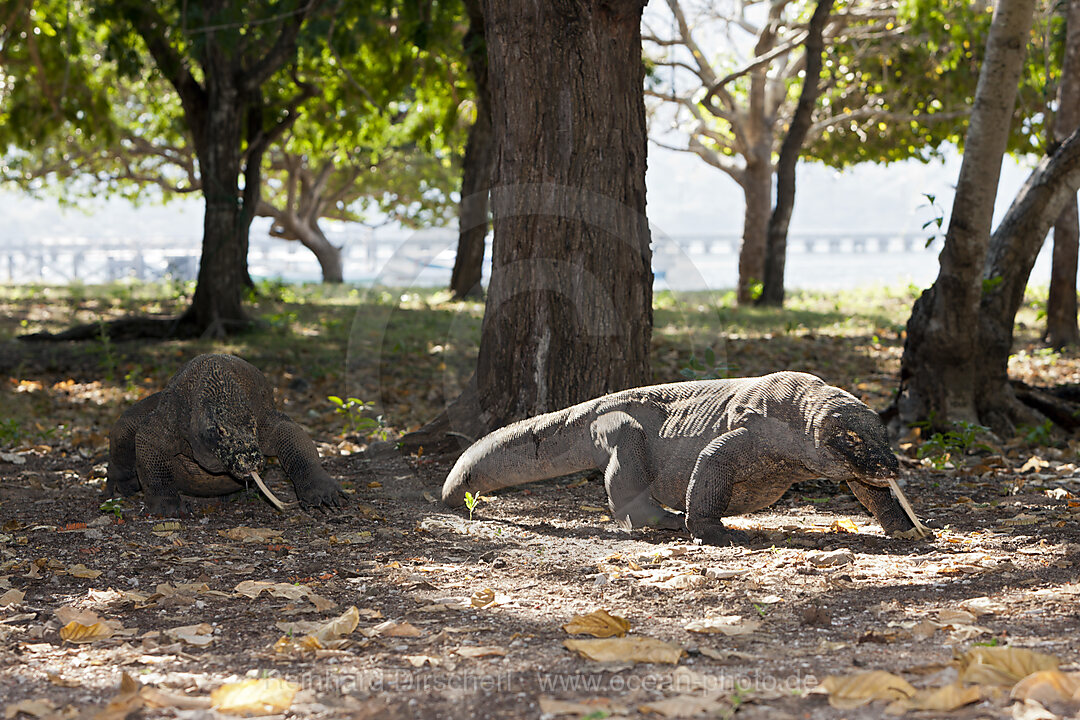 Komodo Dragon, Varanus komodoensis, Komodo National Park, Indonesia