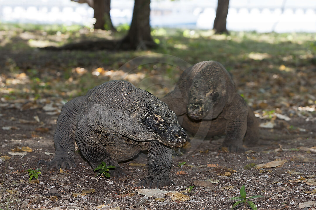 Komodo Waran, Varanus komodoensis, Komodo Nationalpark, Indonesien