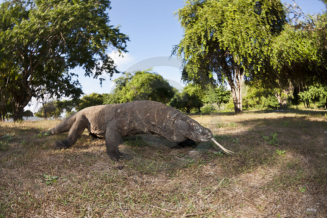 Komodo Waran, Varanus komodoensis, Komodo Nationalpark, Indonesien