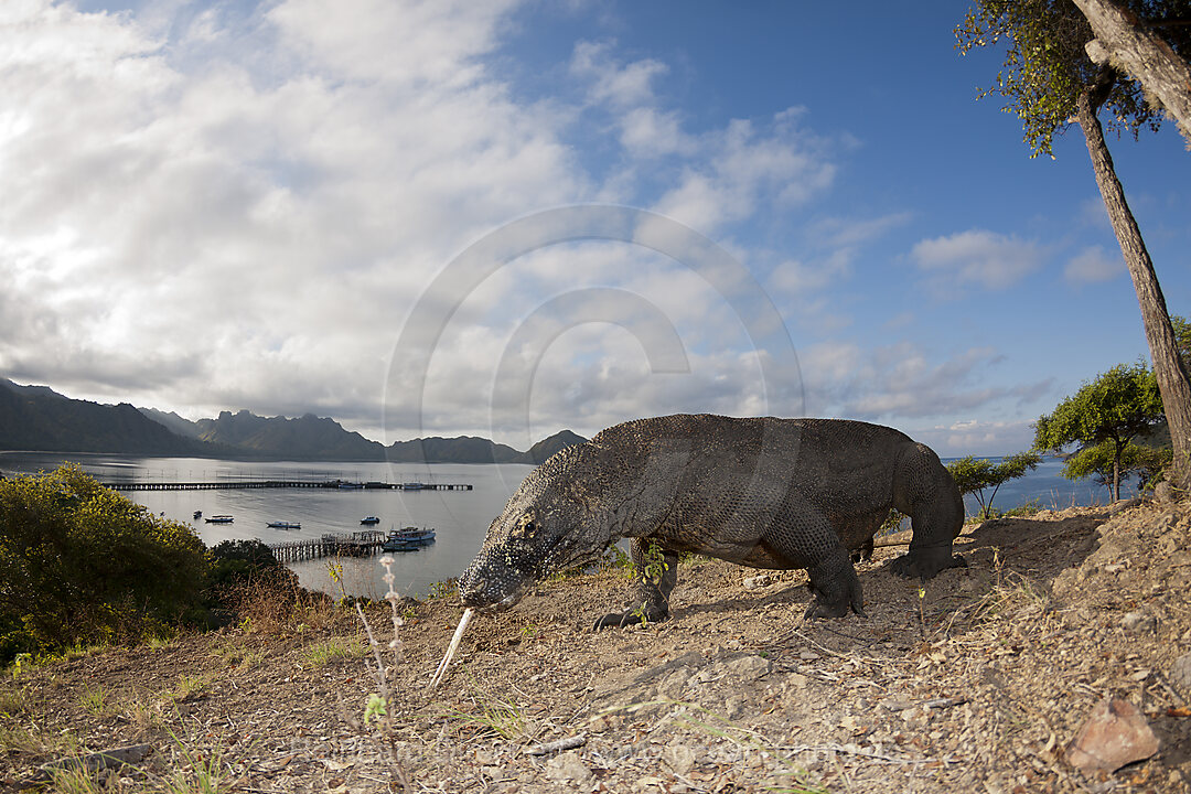 Komodo Dragon, Varanus komodoensis, Komodo National Park, Indonesia