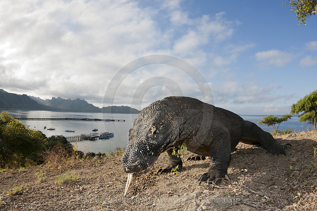 Komodo Waran, Varanus komodoensis, Komodo Nationalpark, Indonesien