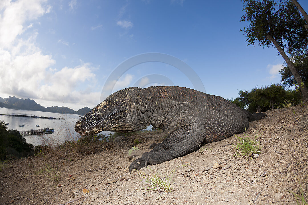 Komodo Waran, Varanus komodoensis, Komodo Nationalpark, Indonesien