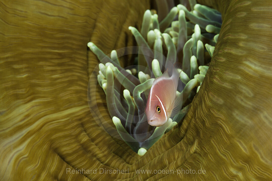 Halsband-Anemonenfisch, Amphiprion perideraion, Komodo Nationalpark, Indonesien