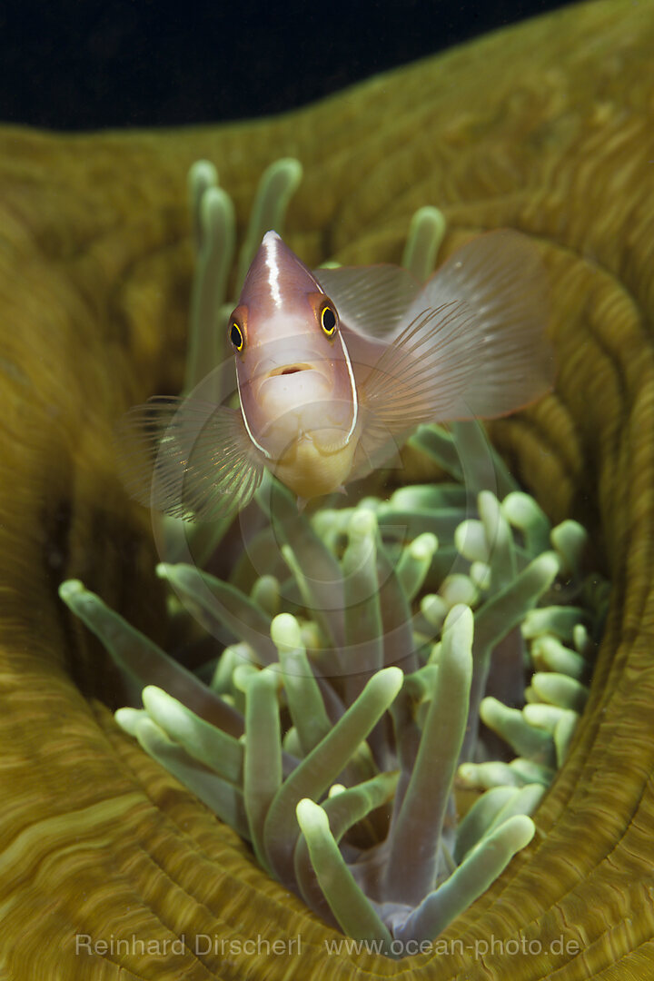 Pink Anemonefish, Amphiprion perideraion, Komodo National Park, Indonesia