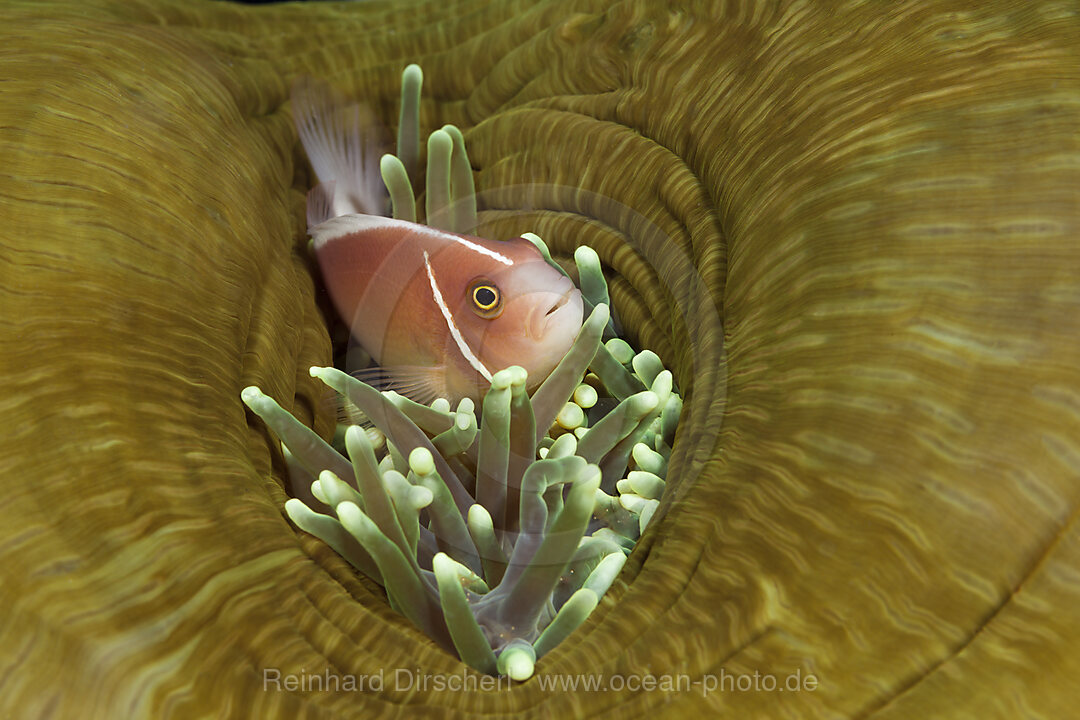 Pink Anemonefish, Amphiprion perideraion, Komodo National Park, Indonesia