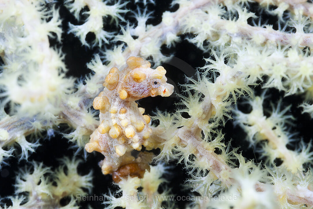 Bargibanti Pygmy Seahorse, Hippocampus bargibanti, Komodo National Park, Indonesia