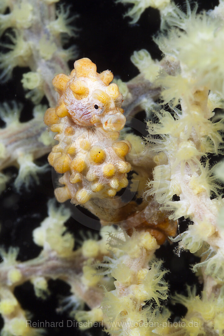 Bargibanti Zwerg-Seepferdchen, Hippocampus bargibanti, Komodo Nationalpark, Indonesien