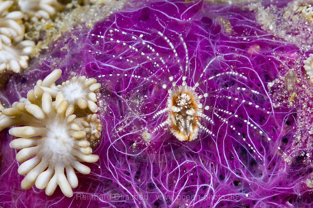 Korallenseepocke filtert Plankton, Ceratoconcha sp., Komodo Nationalpark, Indonesien