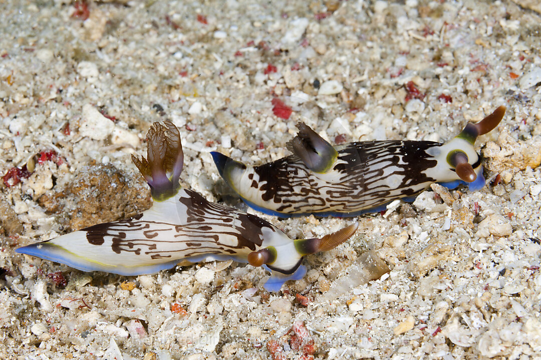 Zwei Neonsternschnecken, Nembrotha lineolata, Komodo Nationalpark, Indonesien