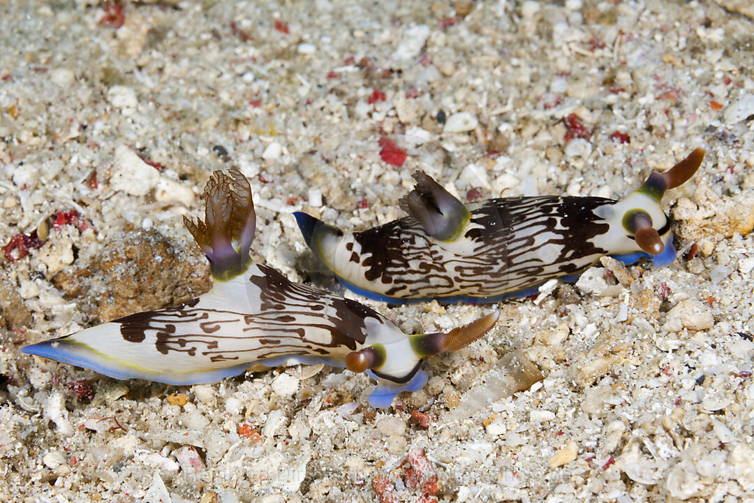 Two Dorid Nudibranch, Nembrotha lineolata, Komodo National Park, Indonesia