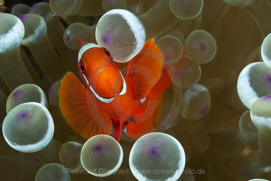 Spinecheek Clownfish, Premnas aculeatus, Komodo National Park, Indonesia