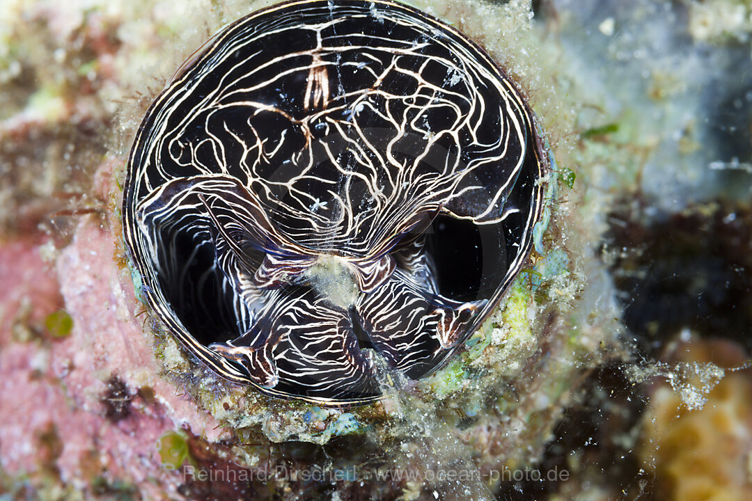 Grosse Wurmschnecke zieht Schleimfaden ein, Serpulorbis grandis, Komodo Nationalpark, Indonesien