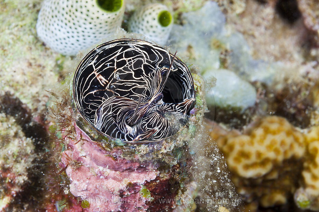 Grosse Wurmschnecke zieht Schleimfaden ein, Serpulorbis grandis, Komodo Nationalpark, Indonesien