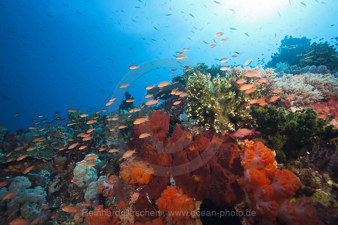Colored Coral Reef, Komodo National Park, Indonesia