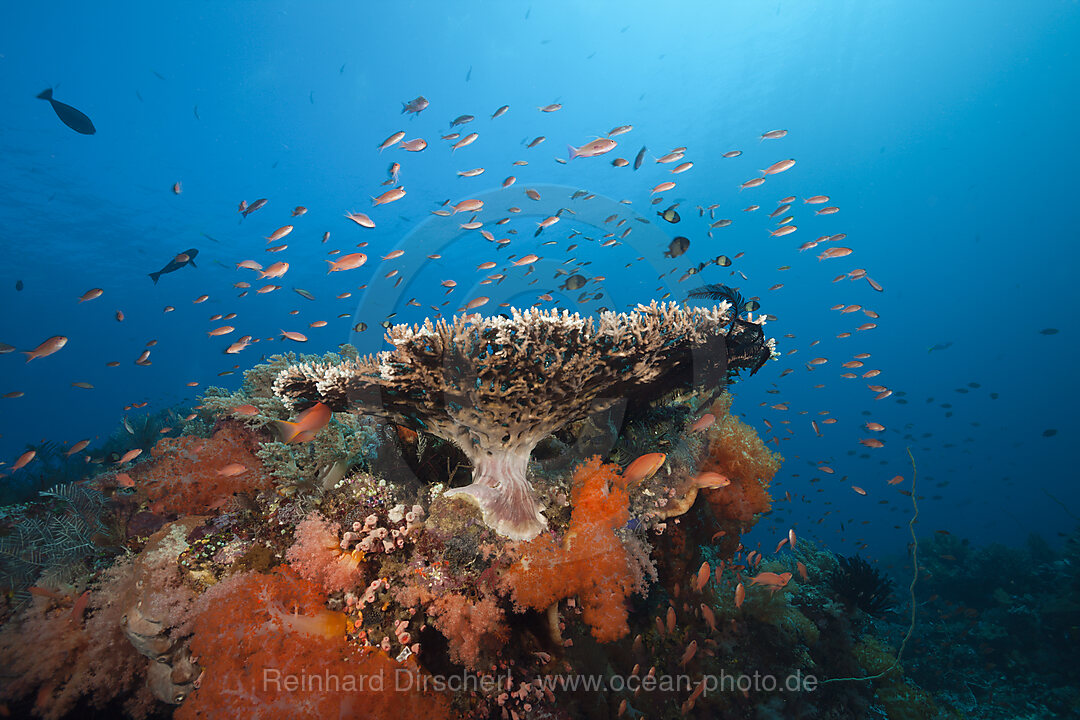 Buntes Korallenriff, Komodo Nationalpark, Indonesien