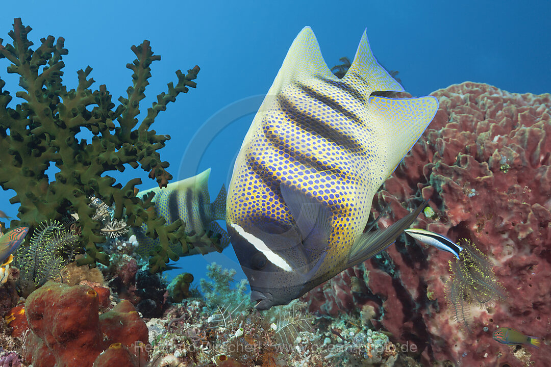 Sechsbinden-Kaiserfisch an Putzerstation, Pomacanthus sexstriatus, Komodo Nationalpark, Indonesien