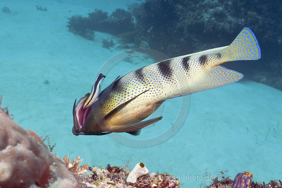 Sechsbinden-Kaiserfisch wird von Putzerfisch gereinigt, Pomacanthus sexstriatus, Komodo Nationalpark, Indonesien