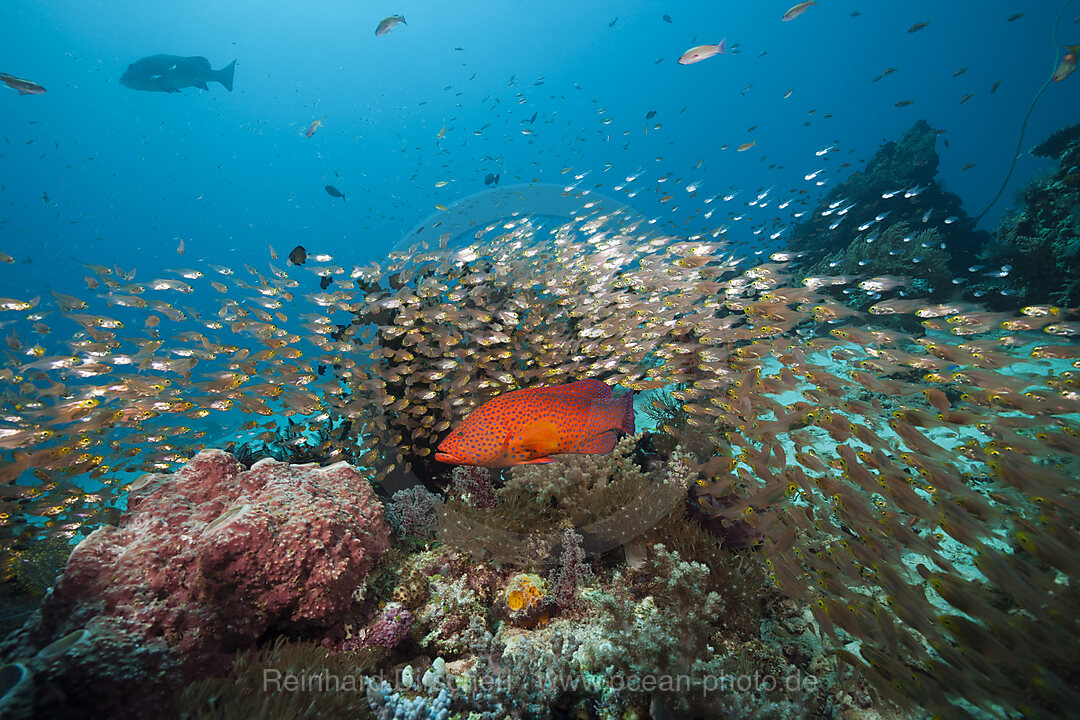 Glasfische in Korallenriff, Parapriacanthus ransonneti, Komodo Nationalpark, Indonesien