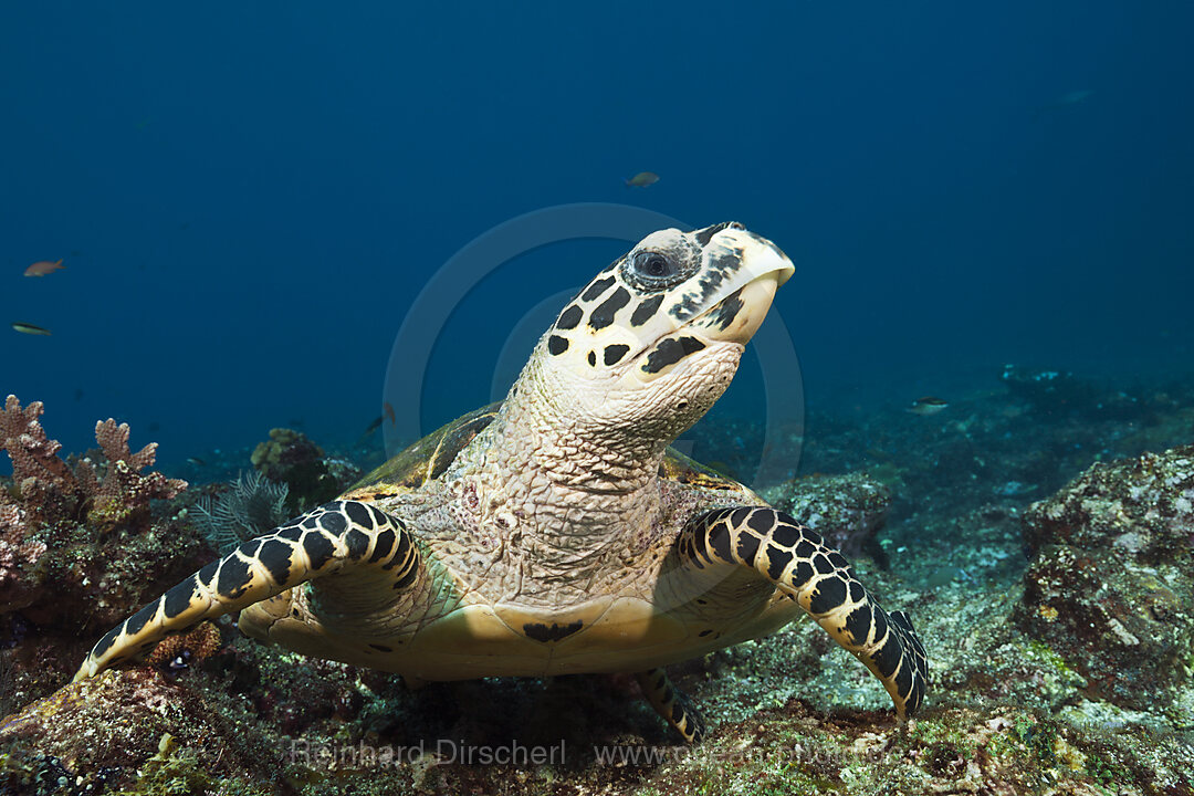 Echte Karettschildkroete, Eretmochelys imbricata, Komodo Nationalpark, Indonesien
