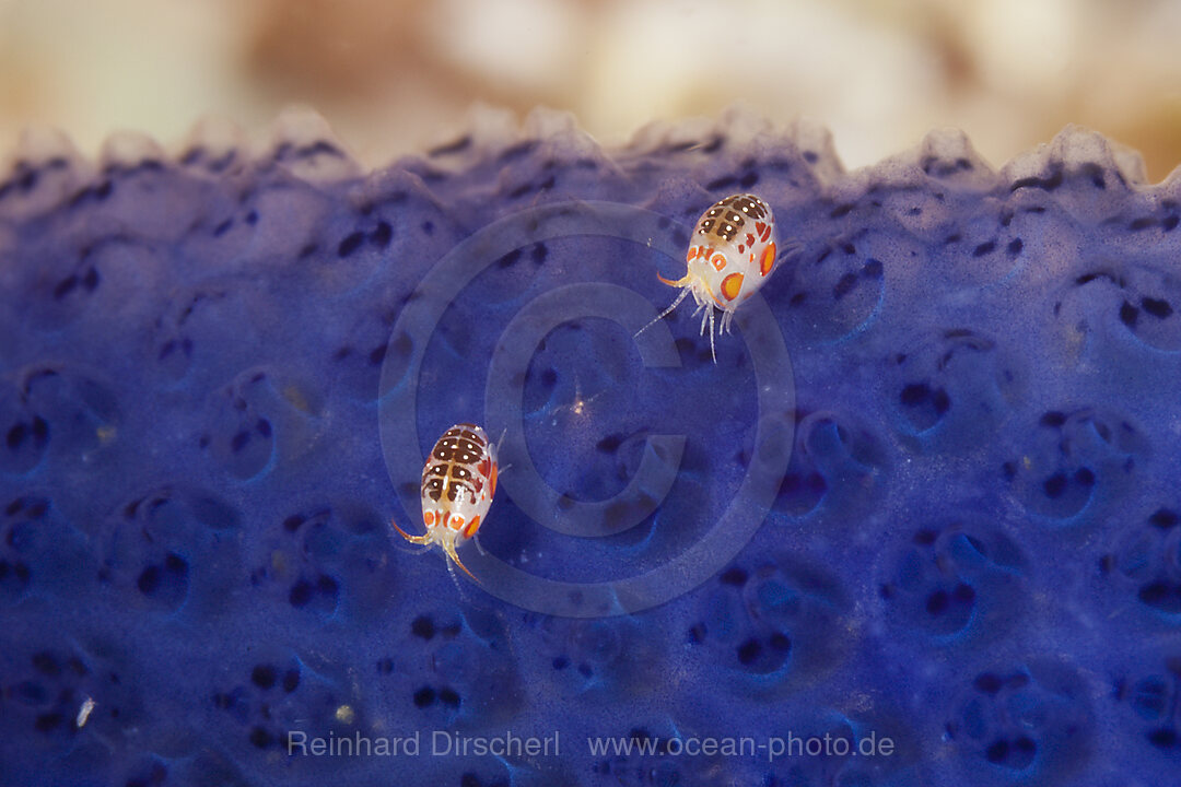 Flohkrebse, Cyproidea sp., Komodo Nationalpark, Indonesien
