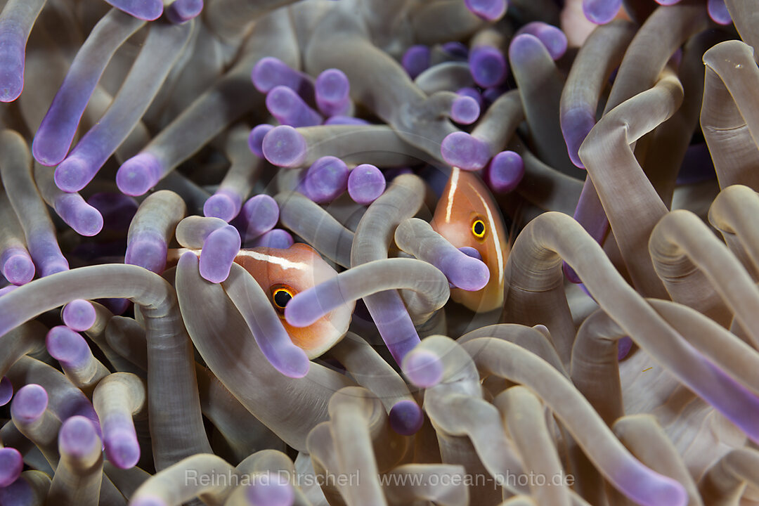 Halsband-Anemonenfische verstecken sich in Anemone, Amphiprion perideraion, Komodo Nationalpark, Indonesien