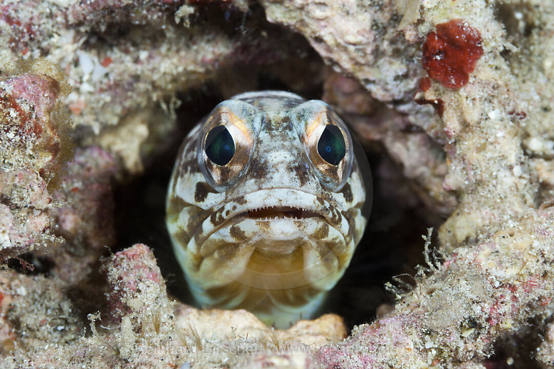 Brunnenbauer Kieferfisch, Opistognathus sp., Komodo Nationalpark, Indonesien